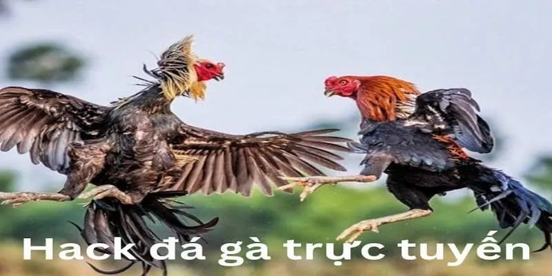 hack-da-ga-truc-tuyen-1-1