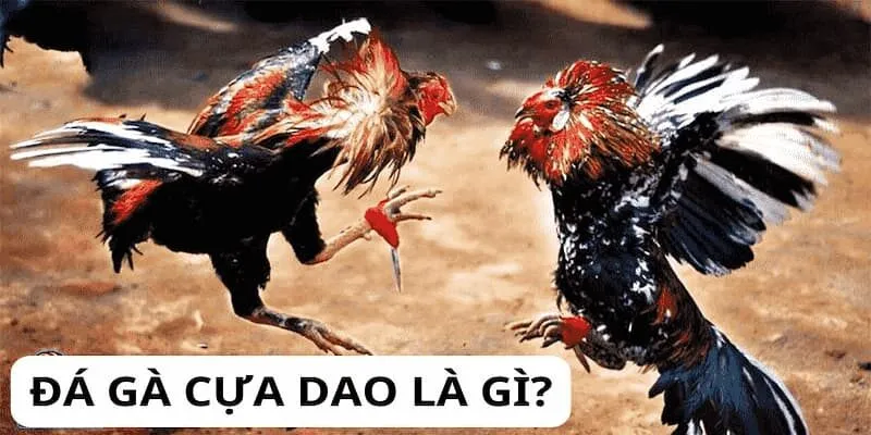 luat-da-ga-cua-dao-1